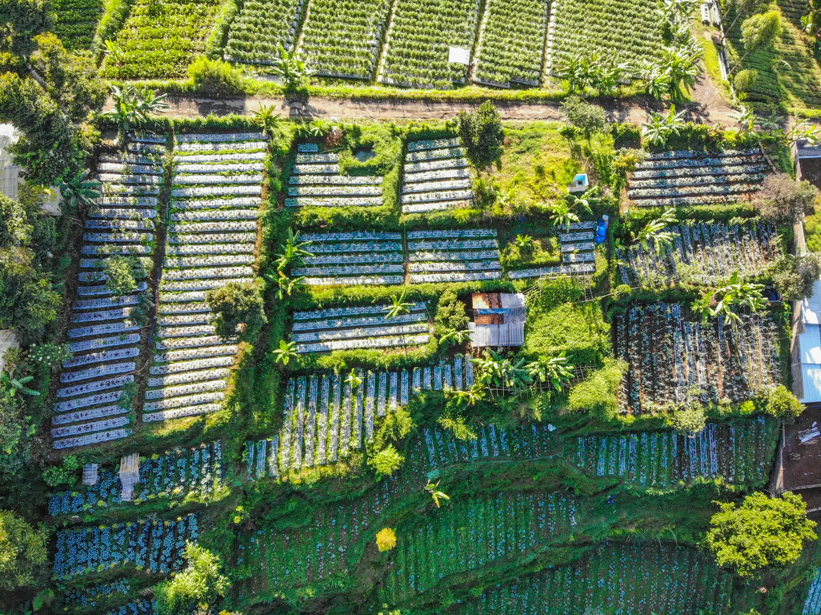 Aerial view of mixed vegetable garden plots and tropical palms, food and beverage supply chain nature risk